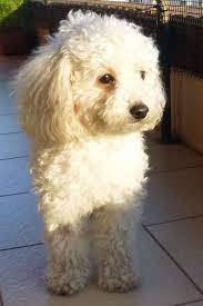 Camila The Toy Poodle Poodle Puppy Puppies Toy Poodle