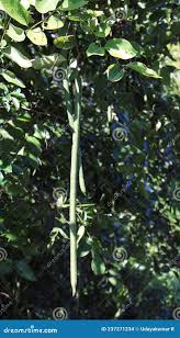 Image result for Cassia sieberiana
