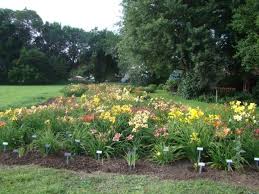 Daylily Garden Plans Site Designed Developed And Maintained By Silverbrooke Designs Daylily Garden Day Lilies Vegetable Garden Design