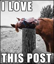 Check out our funny animal pictures some of them are just hilarious. Picture Captions For Facebook Quotes Quotesgram