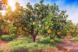 Image result for Citrus maxima