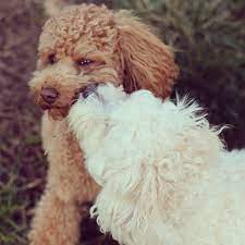 10 Dog Breeds That Don T Smell Or Stink Sheknows
