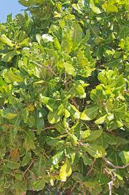 Image result for Barringtonia