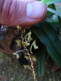 Image result for Angraecopsis parviflora