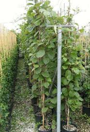 Image result for Actinidia