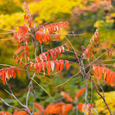 We did not find results for: 12 North American Sumac Trees And Shrubs
