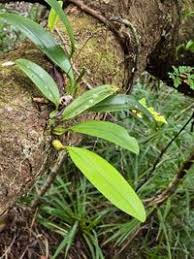 Image result for Bulbophyllum longiflorum