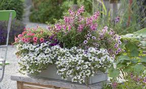 Millefleurs Fur Den Garten Pflanzideen Mit Mini Bluten Sommerblumen Pflanzideen Pflanzen