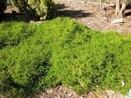 Image result for Acacia lasiopetala