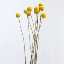 Little Deer Amarillo Brillante Dried Craspedia Natural Flores Secas Plastico De Burbujas Flores