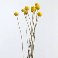 We did not find results for: Little Deer Bright Yellow Dried Natural Craspedia Trouva Dried Flowers Dried Flower Bouquet Faux Flowers