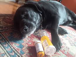 This spread of symptoms is called metastasis. Poisoning Our Pets Wired