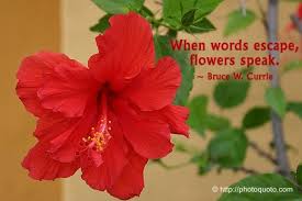 Pin By Manna Zelalem On Hibiscus Family Gumamelas Flower Quotes Love Appreciation Quotes Hibiscus