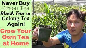 Maybe you would like to learn more about one of these? Never Buy Green Black Or Oolong Tea Again How To Grow Your Own Tea At Home Youtube