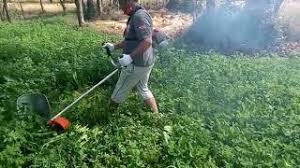 What is great is that the money from sales is being directly deposited into the account of the. Brush Cutter For Barsim Wheat Paddy And Grass Youtube