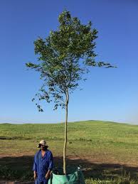 Image result for Celtis africana