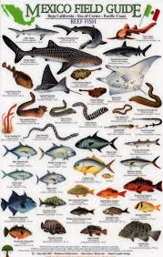 Reef Fish Of Baja California Sea Of Cortez Fish Chart Field Guide Tropical Freshwater Fish
