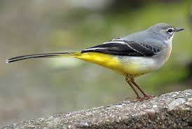 Birds With Red Heads Uk Grey Wagtail Motacilla Cinerea Grey Wagtail Pet Birds Beautiful Birds