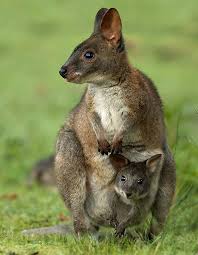 Australia Sean Crane Photography Blog Pademelon Australian Native Animals Animals