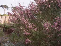 Image result for Leptospermum scoparium