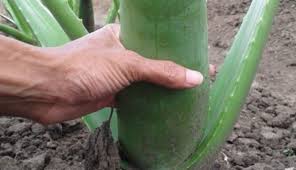 Manfaat lidah buaya.carribia dan aloe ferox dikenal sebagai cape aloe dari cape town afrika selatan. Menanam Lidah Buaya Dengan Polybag
