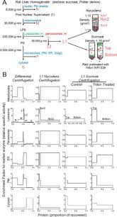 Alex silva (tracks 4, 8). Accounting For Protein Subcellular Localization A Compartmental Map Of The Rat Liver Proteome Molecular Cellular Proteomics