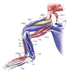 Ə s / or / ˈ s oʊ. Better Know A Muscle 1 Caudofemoralis Longus What S In John S Freezer