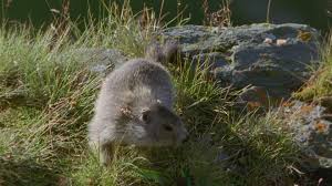 There are seven major classes of nutrients: Marmotte Des Alpes Manger Autriche Hd Stock Video 444 405 517 Framepool Stock Footage