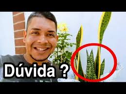 Minha Espada de Santa Bárbara não tem bordas amarelas porque ?