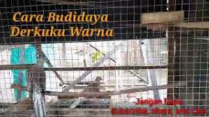 We did not find results for: Mengatasi Tekukur Yang Tak Mau Tenang Di Kandang