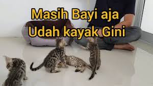 Places bandung shopping & retailpet shop kucing bandung. Edisi Kucing Beli 5 Bayi Bengal Youtube