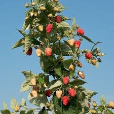 Yellow raspberries are red raspberries that don't make red pigment. Raspberry Plants For Sale Double A Vineyards