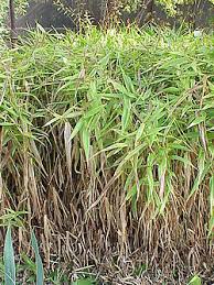 Image result for Panicum carneovaginatum