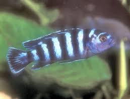 Demansons Cichlid Pseudotropheus Demasoni Midnight