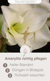 Amaryllis Pflegen Pflanzen Garten Und Winterharte Pflanzen