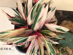 Image result for Sarcophrynium prionogonium