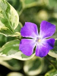 Image result for Vinca major