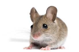 Visit the website to schedule an appointment and more. Pest Exterminator Palm Coast Florida Pest Exterminator 32137 Palm Coast Pest Services Llc