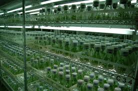 Image result for plant tissue culture