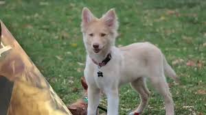 Nicknamed shollies, the german shepherd border collie mix is smart, trainable, and really needs something to do, so it settles best with families with lots of time for advanced training and working trials. My Adorable Border Collie German Shepherd Mix Kuma Youtube