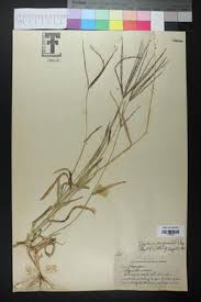 Image result for Digitaria compressa
