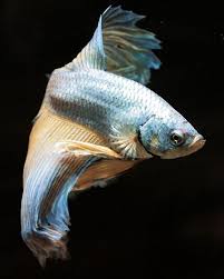 Betta Fish Betta Fish Betta Siamese Fighting Fish