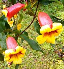 Image result for Bignonia capreolata