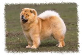 For sale puppies chow chow excellent bloodlines. Chow Chow Puppies Breeders Chows