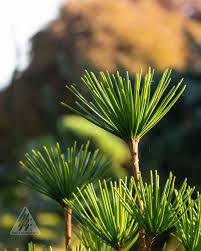 Image result for Nidorella pinnata