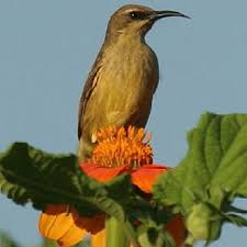 Image result for Sphenostylis marginata