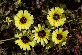 Image result for Tolpis