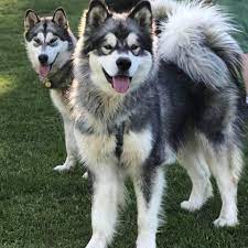 The unique experience of living with alaskan malamute dogs, breeding, health, personality, training and funny real life stories. Malamutes Of Sweden Home Facebook