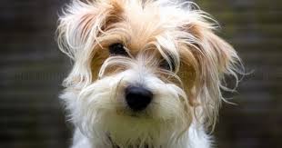 Black And White Terrier Mix Short Hair Grace Ful Things Jack Russell Jack Russell Terrier Dogs