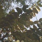 Image result for Polyscias fulva